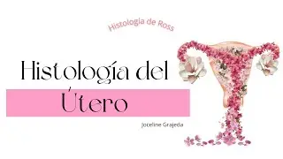 Útero | Histología de Ross