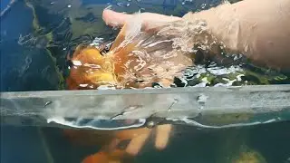 How to keep the water crystal clear in the aquarium