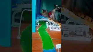 Ginger hipnotizado pela pista Amazing Tracks.  #amazing #track #cat #catlover #ginger