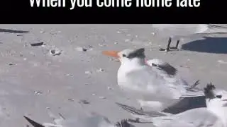 When u come home late....and u faces wife