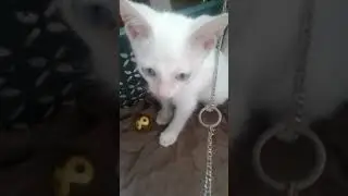 BLUE EYES KHAO MANEE CATS🐈
