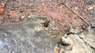 Swarmer Termite