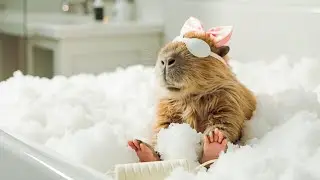 The Most Pampered Capybara's Luxury Daily Routine! 🐹#CuteCapybara #CapybaraLife #PetLife #fun #funny