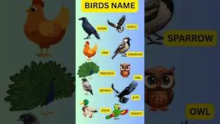 Birds vocabulary for kids #english #kidskbcpro #kbc#ytshorts