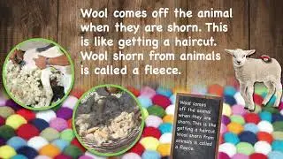 What is the difference between cotton and wool?