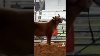 Show steer edit