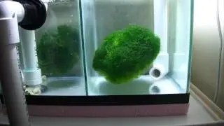 Tumbling Chaeto.MTS