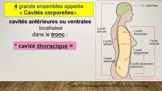 Vid&eacute;o  Les cavit&eacute;s corporelles