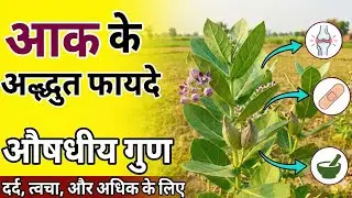 आक(मदार) के जादुई फायदे |Health Benefits of Calotropis Gigantea |Madar Fayde।Nature Talks With Niraj