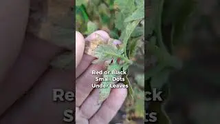 How we treat for spider mites in our organic garden using DIY insecticidal soap! #spidermites