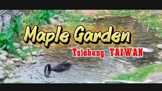 Maple Garden Taichung #garden #taiwan