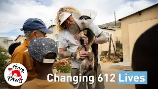 Changing 612 Lives | FOUR PAWS South Africa | [SUBS]