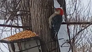 nature Watching