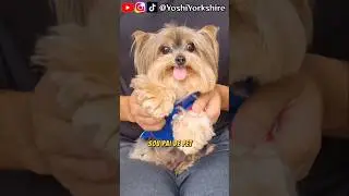 Pai de PET