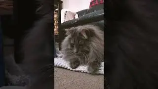 Sweet Pretty Kitty Action Playtime Fun 😺 #cat #kitty #pets #play #fun #cute #sweet #animals #action