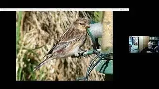 A Shetland Birding Tour