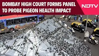 Mumbai News | Bombay High Court Forms Panel To Probe Pigeon Health Impact