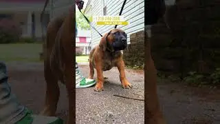 Exotic Boerboel Strong Build and Confident Attitude #boerboels #boerboelpuppies #boerboelmastiff
