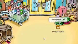 How to adopt a puffle