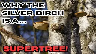 Почему береза ​​повислая &mdash; это СУПЕРДЕРЕВО!