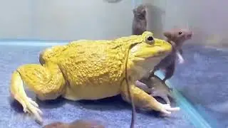 Giant Bullfrog Eats Big Scorpion And Mouse! Asian Bullfrog Live Feeding