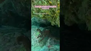 Worlds Largest Cuttlefish and it&rsquo;s sneaky mating habits !! #shorts #nature #ocean #cuttlefish #wild