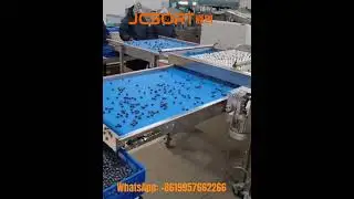 Blueberry grader, blueberry sizer, blueberry calibrator #blueberry #blueberrysorting