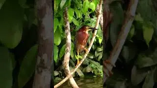 Green Heron (Butorides virescens) #birds #herons #birdingparadise