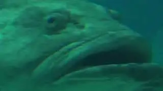 Aquario Gigante - Oceanário de Lisboa - Parque das Nações