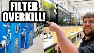 Not Your Average Fish Store! Natural Creek Filtration for the Dan's Fish Warehouse