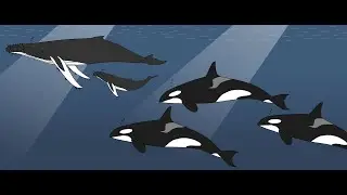 War of the Whales: US Navy Sonar Causing Mass Beaching, Death (2014)