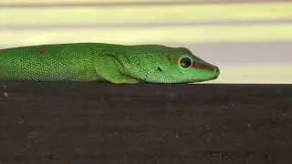 tourterelles pays , Foudi ( cardinal ) et  tisserins &agrave; La R&eacute;union 974