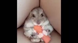 Hamster eating carrot