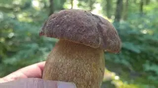 Les voici enfin ! Cèpes d'été 15/06/21 !