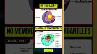 Monera in 30 Seconds | NEET Biology Fast Revision by Rachitha Nagarjun