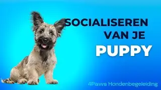 Essentiële tips voor het socialiseren van je puppy