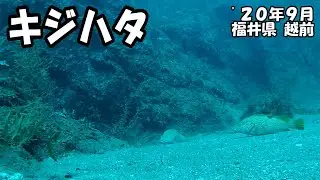 キジハタ（&rsquo;２０年９月　福井県越前）｜ダイビング｜【よしおちゃんねる】