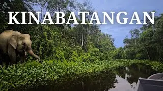 BORNEO MALAYO - 🐘 ELEFANTES SALVAJES en el río KINABATANGAN