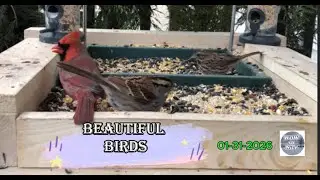 Bird Feeder in Action | Fun to Watch |Cardinals, Sparrows, Doves & More