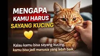 Why You Should Love Cats