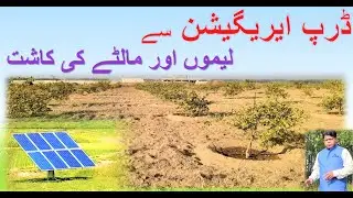 Lemon - Citrus on Solar Operated Drip Irrigation System in District Nowshera