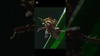 🕷️ &ldquo;Amazing World of Spiders! 🕸️ Discover the Most Unique Spider Species on Earth 🌍&rdquo;