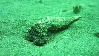 10/27/2013 - Octopus rubescens mimicking a whelk?