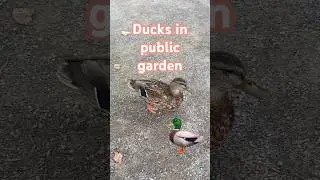 Ducks in Halifax Public Garden 🪴  #nature #recreationparks #parks #halifax #halifaxnovascotia