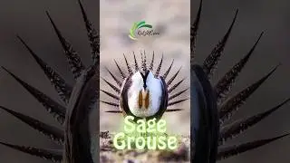 Amazing Facts About Sage Grouse 🌿🐦 #kids #shorts