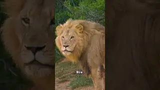 Держись за лапы со львом!