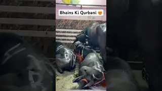 Bhains Ki Qurbani 2025 Bakra Eid Special Delhi Bhains Mandi #2025 #delhi #shorts