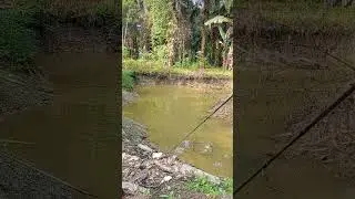Action Test Jump Frog Topi rettel #casting #giantsnakehead #lure #action #jumpfrog #gabus