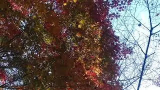 20251124麻羅観音側の安田川紅葉（山口県） 2