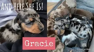 Meet Gracie | A Beautiful Silver Dapple Dachshund Puppy | With Mum And Dad | Dachshund Puppies